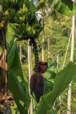 Bahçedeki ağaçta bir demet yeşil muz. Güzel bana