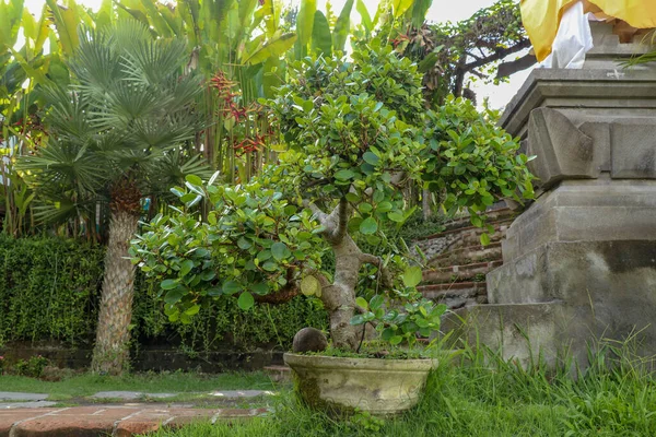 Small bonsai in the tropical garden in Bali. Small tree out door