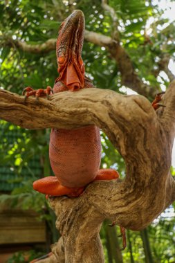 Red Iguana 'nın tabanı görünüyor. Sürüngen Başı 'nın yakın çekimi. Doğada kamufle olmuş genç bir kertenkelenin yakın çekimi. Bu tür iguana koyu kırmızıdan turuncuya. Vücut şekli Yeşil İguana 'ya benziyor..