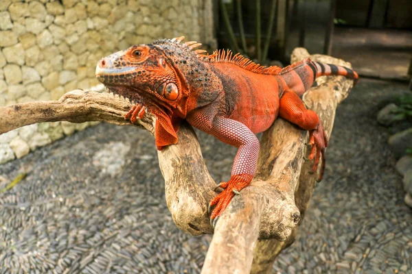 Krásná červená Leguán na dřevě, zvíře detailní záběr. Oranžová Iguana sedí na naplaveném dřevě a dívá se do kamery. Poddruh Rudé Morfy. Plachý zvířecí červený leguán, který sedí na suché větvi. — Stock fotografie