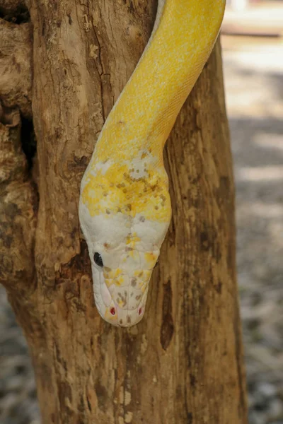 Adult individual snake strangler on dry branch. Close up of a yellow snake boa wrapped around a tree branch and looking arround. Curious python albino. Close-up Head of Reptile on Bali, Indonesia. — Stock Photo, Image