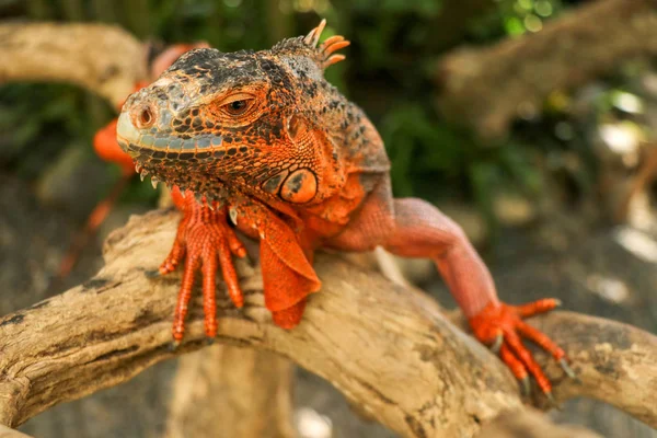 Close-up Head of Reptile. Young male Red Iguana  detail of an iguana camouflaged in nature. This type of iguana is dark red to orange. Many red iguanas are preserved in Indonesia.