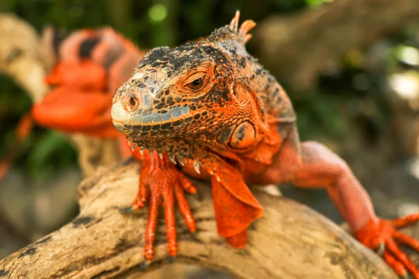 Krásná červená Leguán na dřevě, zvíře detailní záběr. Oranžová Iguana sedí na naplaveném dřevě a dívá se do kamery. Poddruh Rudé Morfy. Plachý zvířecí červený leguán, který sedí na suché větvi. — Stock fotografie