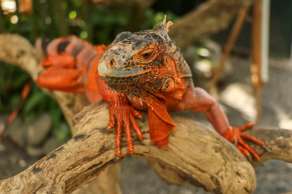 Krásná červená Leguán na dřevě, zvíře detailní záběr. Oranžová Iguana sedí na naplaveném dřevě a dívá se do kamery. Poddruh Rudé Morfy. Plachý zvířecí červený leguán, který sedí na suché větvi. — Stock fotografie