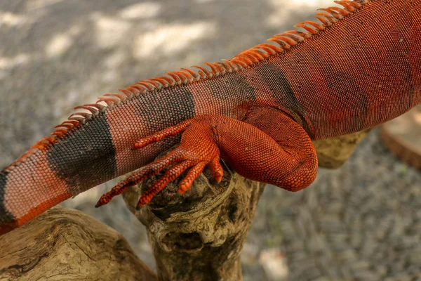 Κοντινό πλάνο του πίσω μέρους του όμορφου κόκκινου ιγκουάνα στον Μπραντς. Κοντινό πλάνο των ζώων Orange χρώματος Iguana κάθεται στο δέντρο. Ένα υποείδος του Κόκκινου Μορφ. Ντροπαλό ζώο κόκκινο ιγκουάνα που είναι σκαρφαλωμένο σε ένα ξηρό κλαδί. — Φωτογραφία Αρχείου