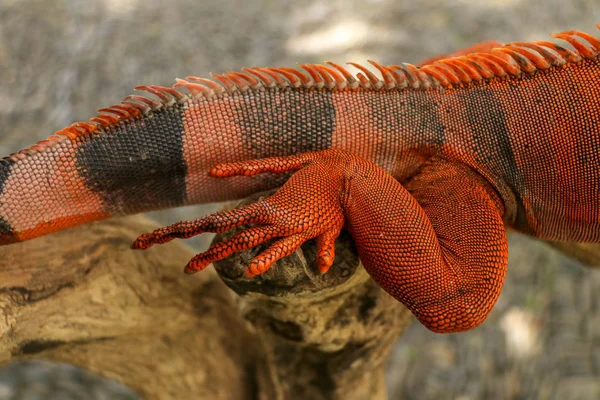 Gros plan de la patte arrière de la belle iguane rouge sur la branche. Gros plan animal de couleur orange Iguana se trouve sur l'arbre. Une sous-espèce du Morphe rouge. iguane rouge animal timide qui est perché sur une branche sèche . — Photo