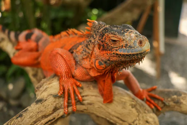 Úzká hlava plaza. Mladý pes Red Iguana detail leguána maskovaný v přírodě. Tento typ leguánu je tmavě červený až oranžový. Mnoho červených leguánů je v Indonésii zachováno. — Stock fotografie