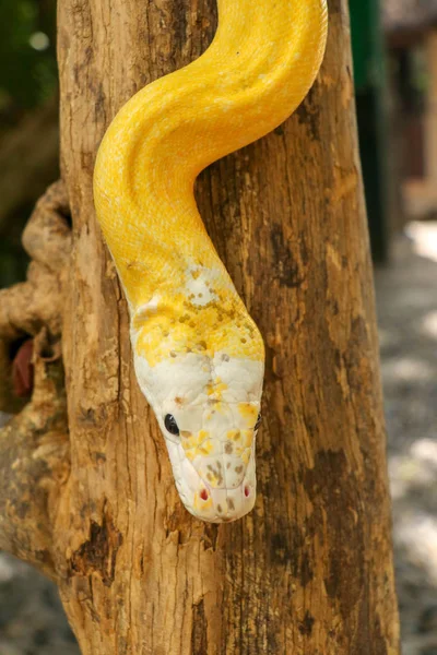Strangolatore di serpenti individuale adulto su ramo secco. Primo piano di un boa di serpente giallo avvolto intorno a un ramo d'albero e guardante intorno. Curioso pitone albino. Primo piano testa di rettile a Bali, Indonesia . — Foto Stock