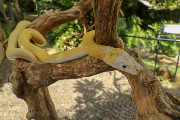 Adult individual snake strangler on dry branch. Close up of a yellow snake boa wrapped around a tree branch and looking arround. Curious python albino. Close-up Head of Reptile on Bali, Indonesia. — Stock Photo, Image