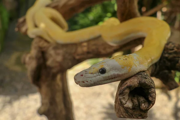 Aikuinen yksittäinen käärmeen kuristaja kuivalla oksalla. Lähikuva keltainen käärme boa kiedottu puun oksa ja etsivät arround. Utelias python albiino. Lähikuva päällikkö Reptile Balilla, Indonesia . — kuvapankkivalokuva