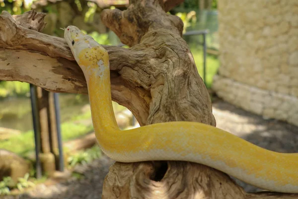 Estrangulador de cobra individual adulto em ramo seco. Close up de uma cobra amarela boa envolto em torno de um galho de árvore e olhando arround. Albino pitão curioso. Close-up Chefe de réptil em Bali, Indonésia . — Fotografia de Stock