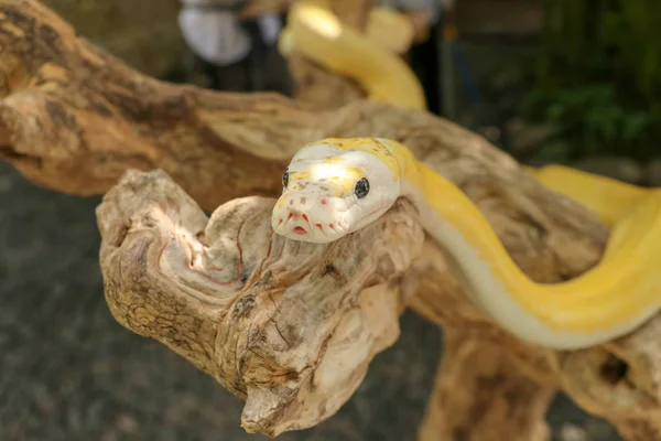 成年个体蛇在干树枝上勒死。靠近一条黄色的蛇，缠绕在树枝上，环顾四周。奇怪的蟒蛇白化病。印度尼西亚巴厘爬行动物的特写负责人. — 图库照片