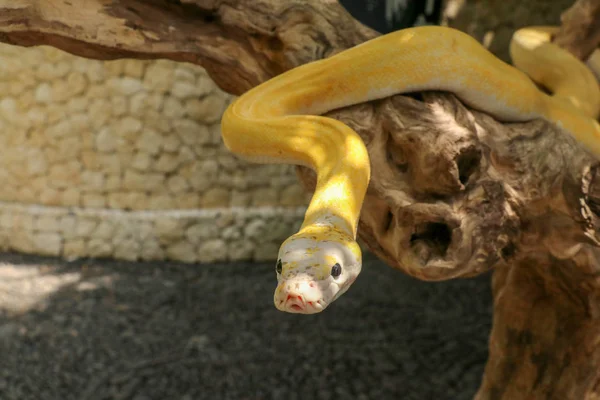 Estrangulador de serpiente individual adulto en rama seca. Acercamiento de una boa de serpiente amarilla envuelta alrededor de una rama de árbol y mirando arround. Curioso pitón albino. Primer plano Jefe de Reptiles en Bali, Indonesia . — Foto de Stock