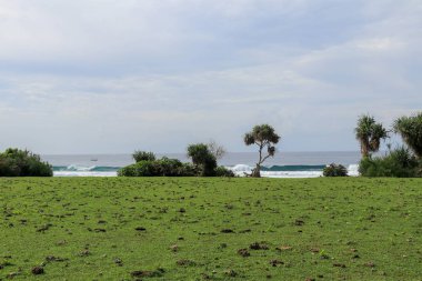 Bali 'deki Nyang Nyang plajında bir sürü inek pisliği olan yeşil çayır...