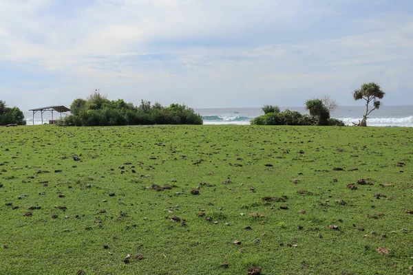 Green pasture with many cow shit at Nyang Nyang beach on Bali is — Stock Photo, Image