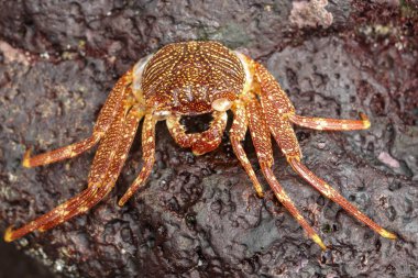 Güzel renkli Sally Fish kırmızı yengeci. San Cristobal, Galapagos 'ta doğal yaşam çekimi. Koyu arkaplanlı kayalarda dinlenen yengeçler. Vahşi bir hayvan. Kopyalama alanı ile kapat.