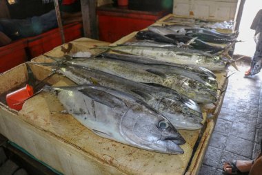 Satılık taze balık. Ton balığı ve Dorado yunus balığı mahi-mahi ya da Coryphaena Hippurusl olarak da bilinir balık pazarının tezgahında. Pasar Ikan Kedonganan, Jimbaran, Bali, Endonezya.