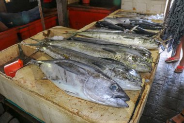 Satılık taze balık. Ton balığı ve Dorado yunus balığı mahi-mahi ya da Coryphaena Hippurusl olarak da bilinir balık pazarının tezgahında. Pasar Ikan Kedonganan, Jimbaran, Bali, Endonezya.