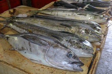 Satılık taze balık. Ton balığı ve Dorado yunus balığı mahi-mahi ya da Coryphaena Hippurusl olarak da bilinir balık pazarının tezgahında. Pasar Ikan Kedonganan, Jimbaran, Bali, Endonezya.