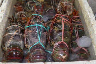 Jimbaran, Bali, Endonezya 'daki Pasar Ikan Kedonganan' da satılık taze deniz ürünleri. Kedonganan 'da balık satan taze ıstakozlar. Deniz ürünleri tezgahında buzda taze ıstakoz satılıyor..