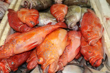 Jimbaran balık pazarında buzlu taze deniz ürünleri. Taze balık Red Grouper Jimbaran 'daki balık pazarında satıyor. Pasar Ikan Kedonganan 'da satılık kırmızı taze balık. Geleneksel pazarda egzotik balıklar.