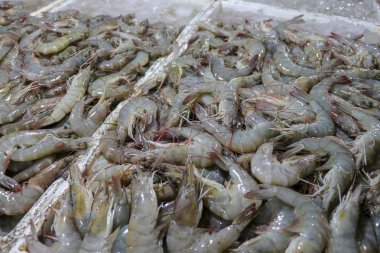Jimbaran 'da bir deniz ürünleri tezgahında taze karides satışı. Pasar Ikan Kedonganan - Bali plajı. Yerel balık pazarında taze karides. Satılık buzlu taze karidesler..