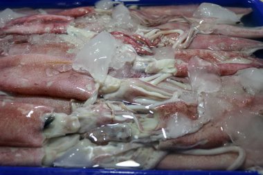 Satılık buz kalıpları olan taze mürekkep balığı kalıpları. Jimbaran 'da deniz ürünleri tezgahındaki kafadanbacaklılar. Polyestyrene kutusunda satılık bir sürü taze kalamar balığı. Pasar Ikan Kedonganan.