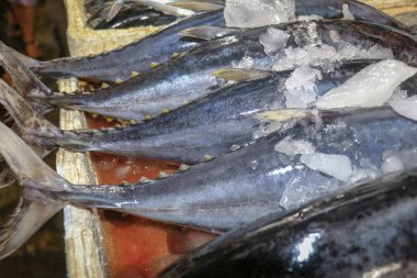 Satılık taze balık. Ton balığı ve Dorado yunus balığı mahi-mahi ya da Coryphaena Hippurusl olarak da bilinir balık pazarının tezgahında. Pasar Ikan Kedonganan, Jimbaran, Bali, Endonezya.