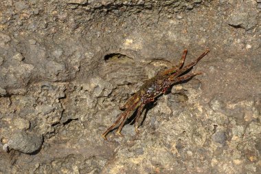 Güzel renkli Sally Fish kırmızı yengeci. San Cristobal, Galapagos 'ta doğal yaşam çekimi. Koyu arkaplanlı kayalarda dinlenen yengeçler. Vahşi bir hayvan. Kopyalama alanı ile kapat.