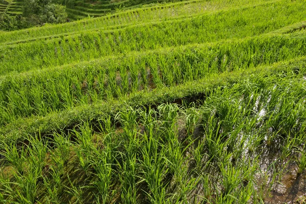 Rice Field Green Grass Landscape Background Rice Fields Terraces Fresh — Stock Photo, Image