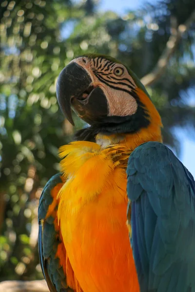 Ritratto Ravvicinato Della Macaw Blu Gialla Bali Bird Park Zoo — Foto Stock