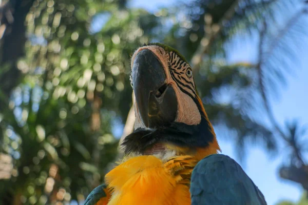 Zamknij Portret Niebiesko Żółtej Macaw Bali Bird Park Zoo Niebiesko — Zdjęcie stockowe