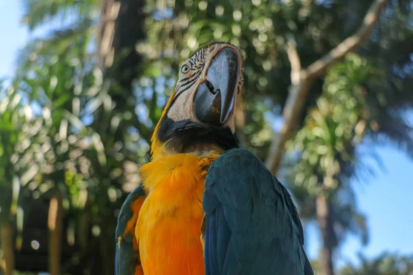 Bali Kuş Parkı Hayvanat Bahçesi Ndeki Mavi Sarı Papağan Portresini — Stok fotoğraf
