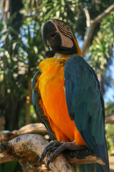 Piękne Kolorowe Ara Ararauna Siedzi Suchej Gałęzi Parku Ptaków Bali — Zdjęcie stockowe