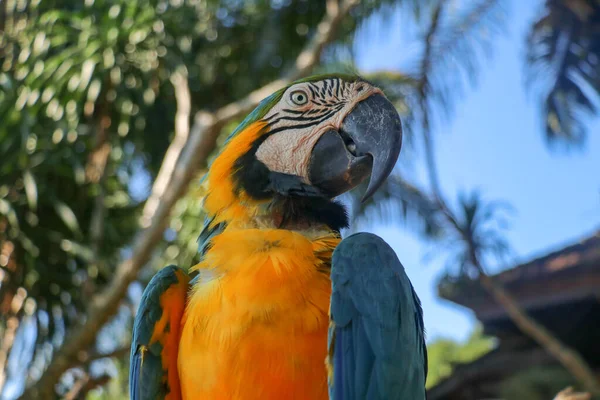 Fechar Retrato Arara Azul Amarela Bali Bird Park Zoo Azul — Fotografia de Stock