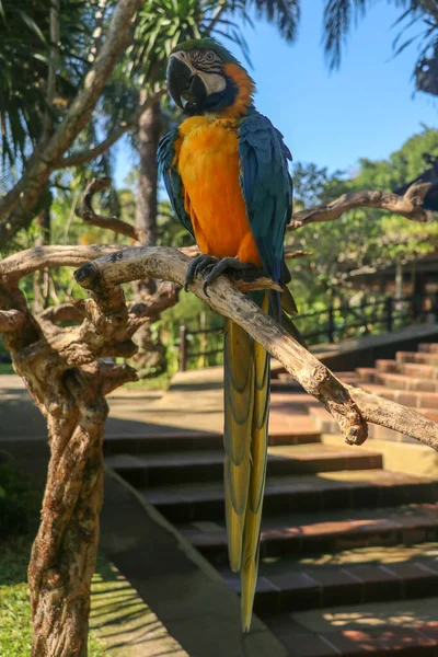 Belle Ara Ararauna Colorée Sur Fond Tropical Macaw Bleue Jaune — Photo