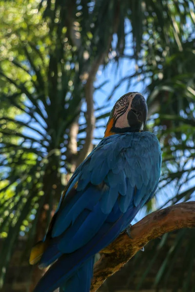 Belle Ara Ararauna Colorée Sur Fond Tropical Macaw Bleue Jaune — Photo