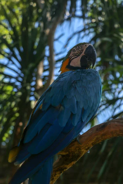 Belle Ara Ararauna Colorée Sur Fond Tropical Macaw Bleue Jaune — Photo