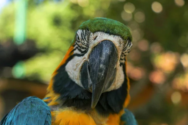 Zamknij Portret Niebiesko Żółtej Macaw Bali Bird Park Zoo Niebiesko — Zdjęcie stockowe
