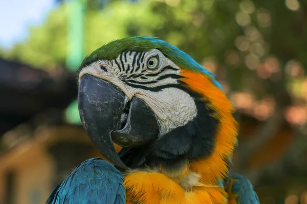 Portrait Gros Plan Macaw Bleue Jaune Zoo Parc Oiseaux Bali — Photo