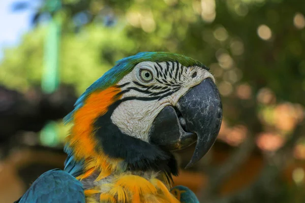 Zamknij Portret Niebiesko Żółtej Macaw Bali Bird Park Zoo Niebiesko — Zdjęcie stockowe