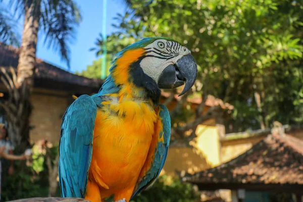 巴厘岛鸟类公园Zoo的蓝色和黄色金刚鹦鹉的近照 蓝黄色的鹦鹉肖像画 美丽的阿拉 阿拉鲁纳的宏观肖像 异国情调的旅行概念背景 — 图库照片