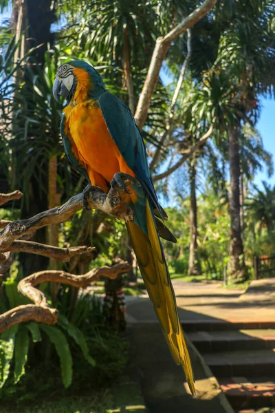 Detailní Portrét Modrého Žlutého Papouška Zoo Bali Bird Park Modro — Stock fotografie