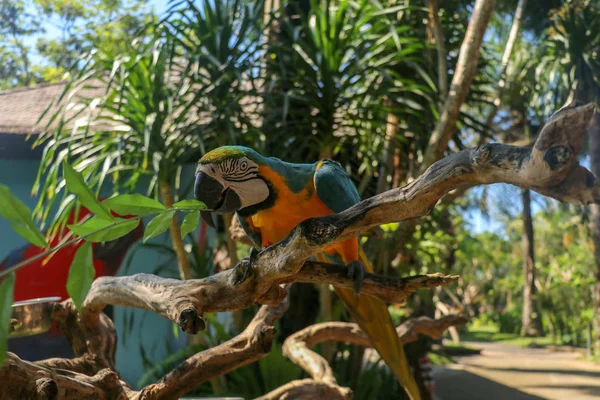 Piękne Kolorowe Ara Ararauna Siedzi Suchej Gałęzi Parku Ptaków Bali — Zdjęcie stockowe