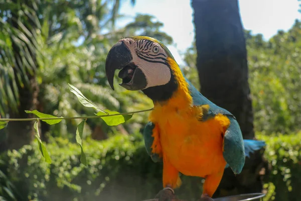 Bella Ara Ararauna Colorata Seduta Ramo Secco Bali Bird Park — Foto Stock