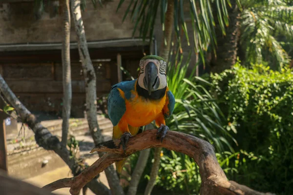 Zamknij Portret Niebiesko Żółtej Macaw Bali Bird Park Zoo Niebiesko — Zdjęcie stockowe