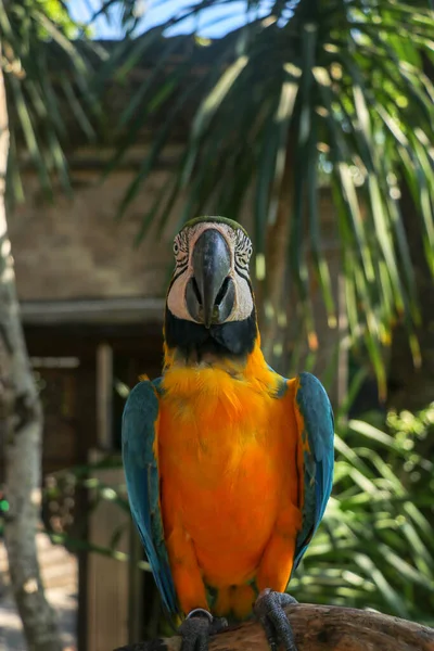 バリ島鳥公園Zooで青と黄色のマコーの肖像画を閉じます 青黄色のマコーオウムの肖像画 美しいAra Arararunaのマクロ肖像画 異国情緒あふれる旅のコンセプト背景 Blue Gold Macaw — ストック写真
