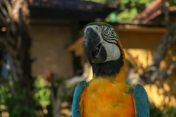 Zamknij Portret Niebiesko Żółtej Macaw Bali Bird Park Zoo Niebiesko — Zdjęcie stockowe