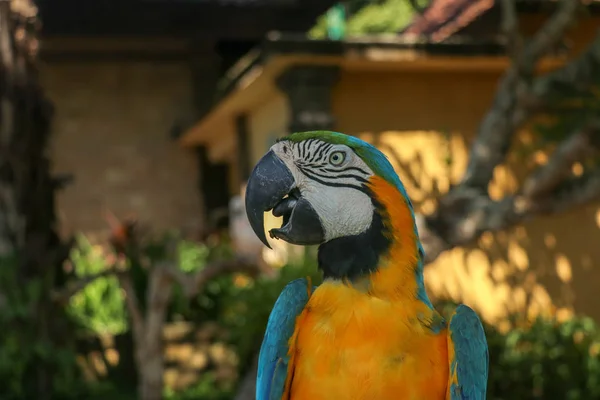 Zamknij Portret Niebiesko Żółtej Macaw Bali Bird Park Zoo Niebiesko — Zdjęcie stockowe