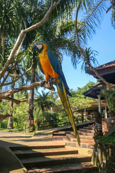 Portrait Gros Plan Macaw Bleue Jaune Zoo Parc Oiseaux Bali — Photo